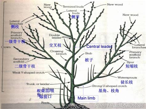 不良枝|三、修剪之基本方法